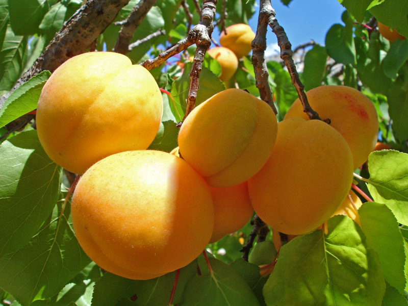 زرد الو قیصی