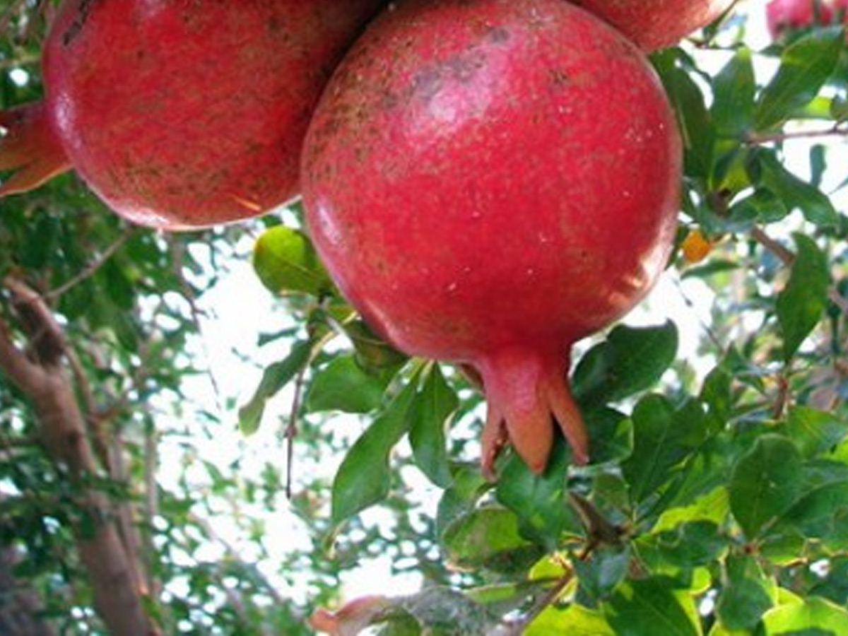 نهال انار پایه کوتاه