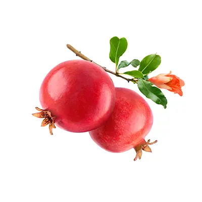 نهال انار واندرفول