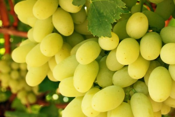نهال انگور ماری