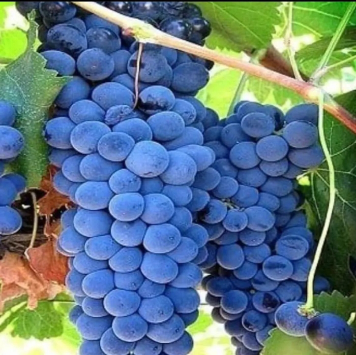 نهال انگور