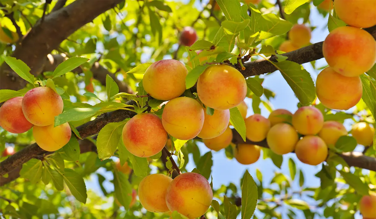 نهال زردآلو رکسانا
