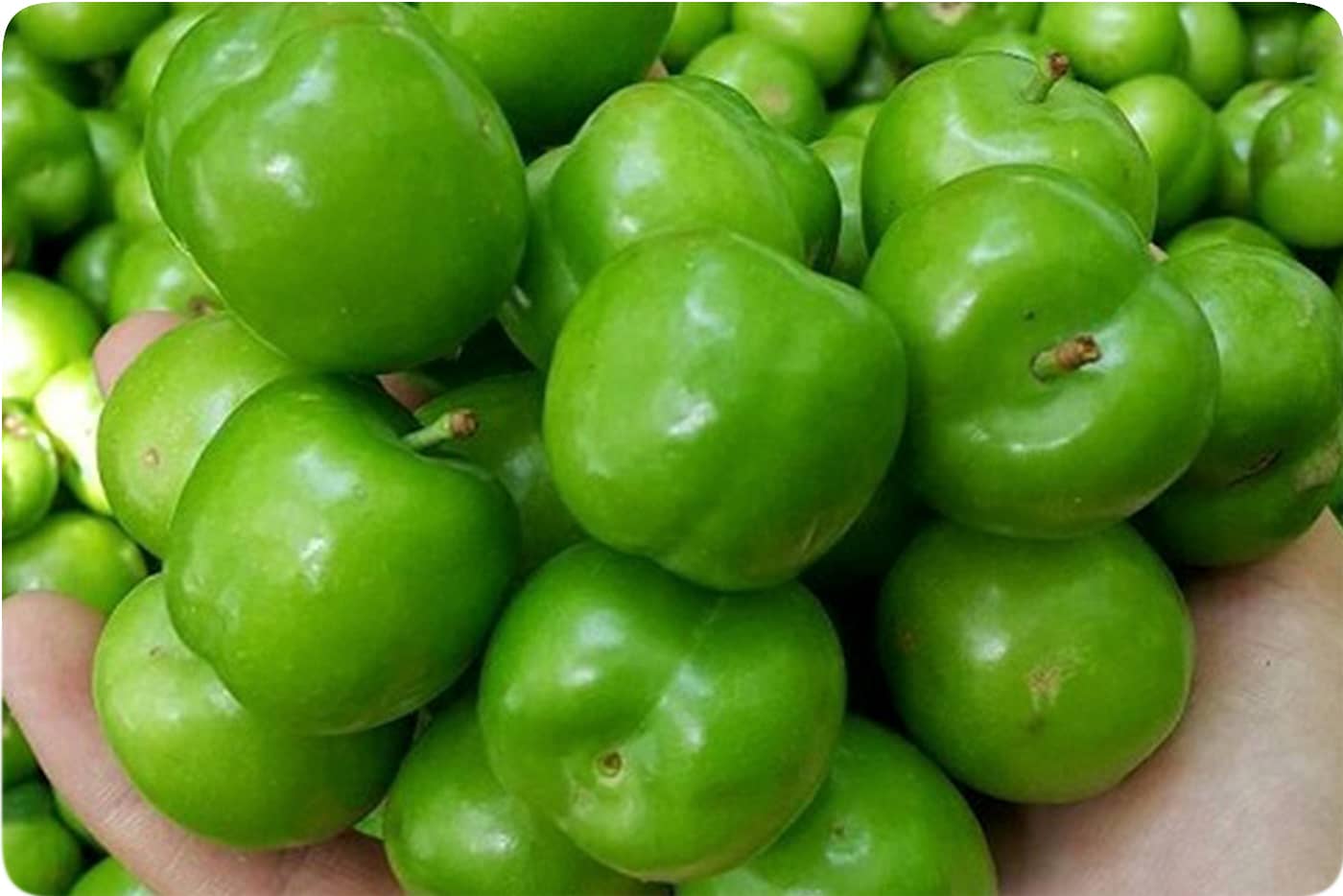 نهال گوجه سبز شهریار