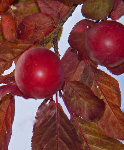 نهال گوجه قرمز آمریکایی