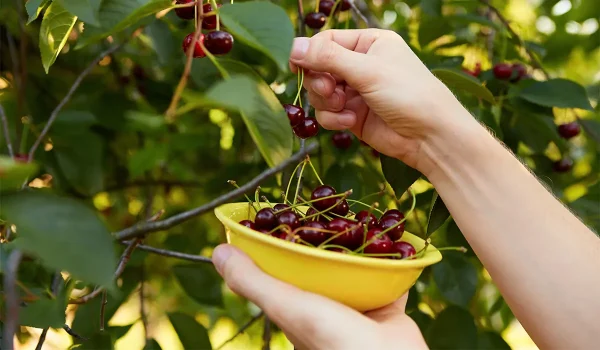 آلبالو محلی غیر پیوندی