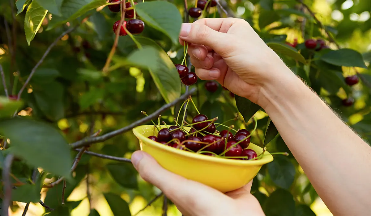 آلبالو محلی غیر پیوندی