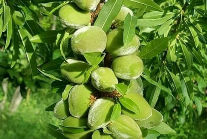 نهال بادام شکوفه