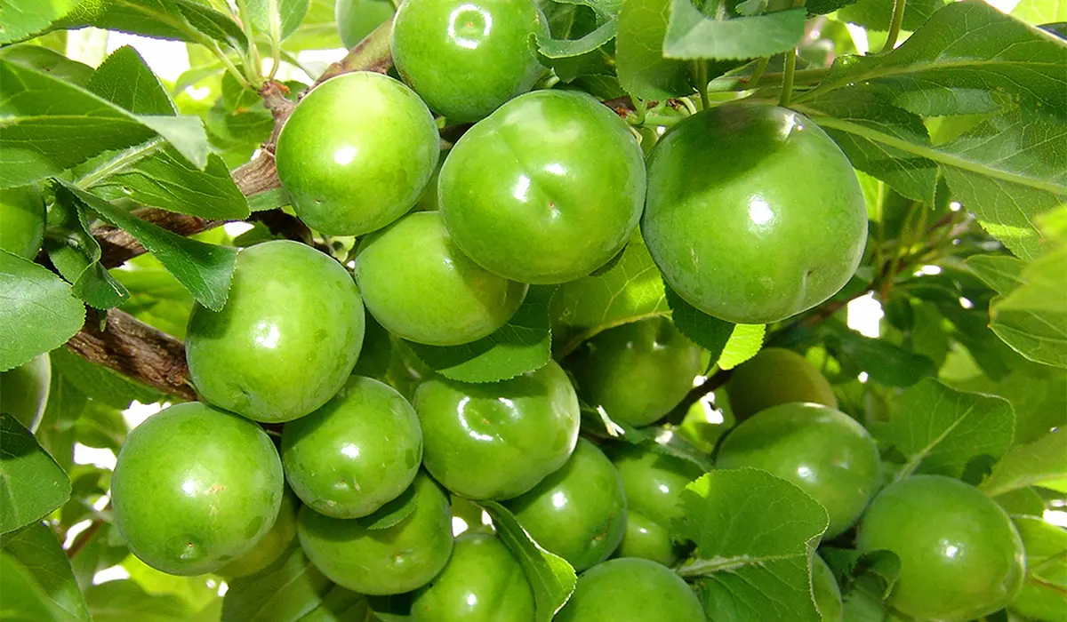 نهال گوجه سبز ترکیه