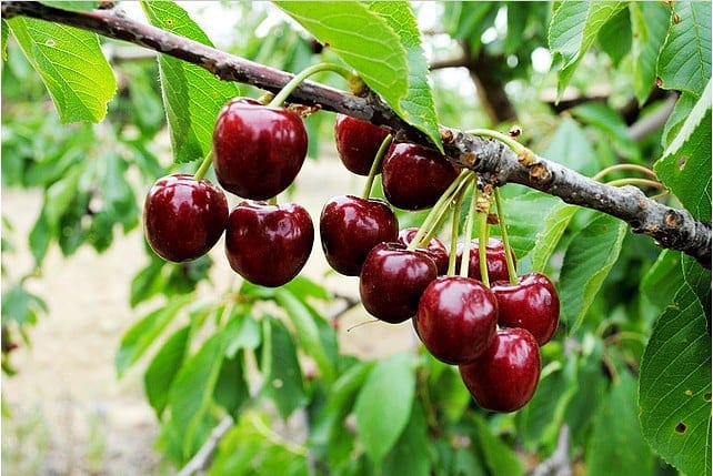 نگه داری از نهال آلبالو گشواره ای