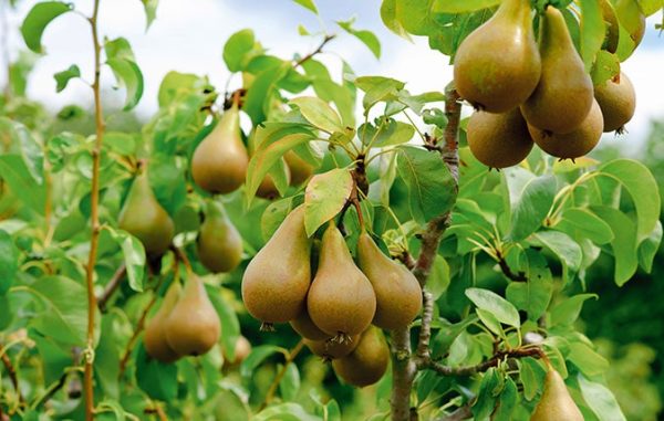 نهال به