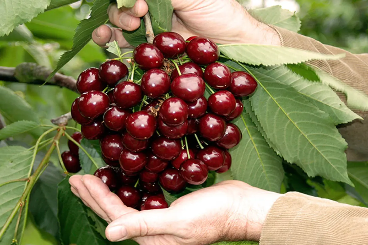 نهال آلبالو پیش رس