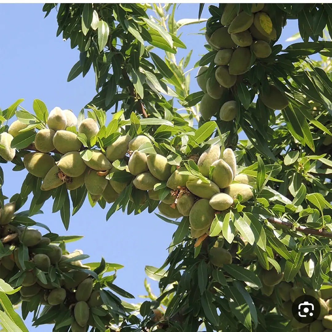 بررسی-کامل-نهال-بادام-خوشه-ای