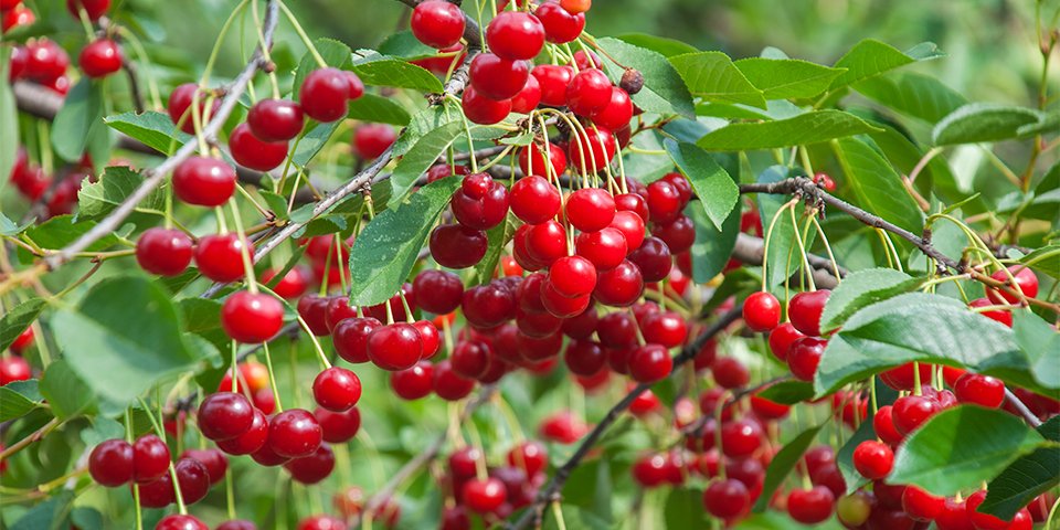 تولید آلبالو خوشه ای مورلو