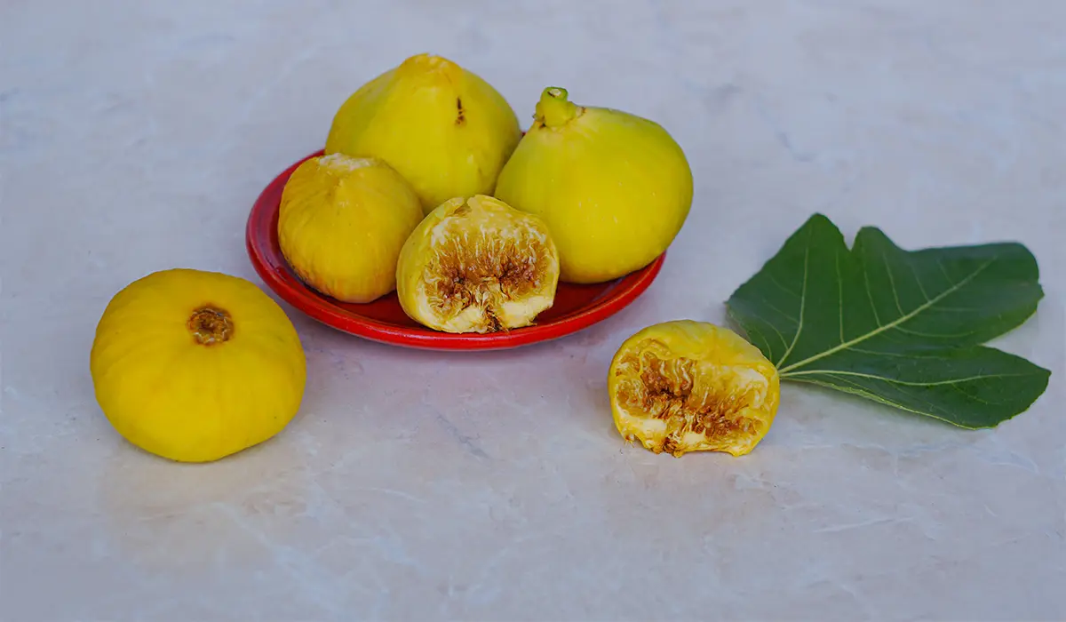 نگه داری از نهال انجیر عسلی