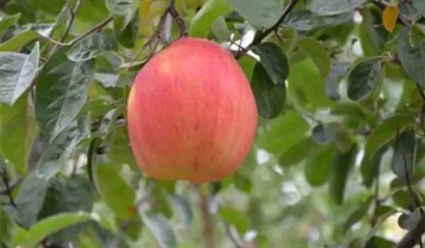 نهال به قرمز