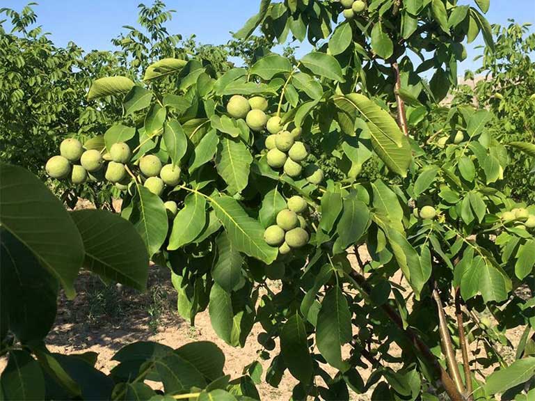 نهال-گردو-پیوندی-چندلر
