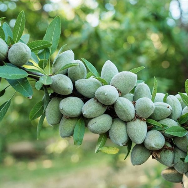نهال بادام خوشه ای