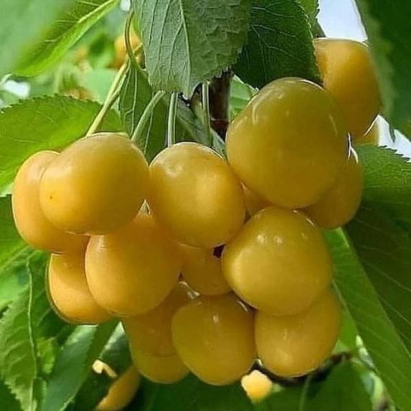 نهال گیلاس زرد موزی